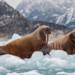 Photography expeditions in the Arctic