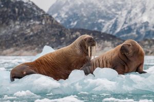 Photography expeditions in the Arctic