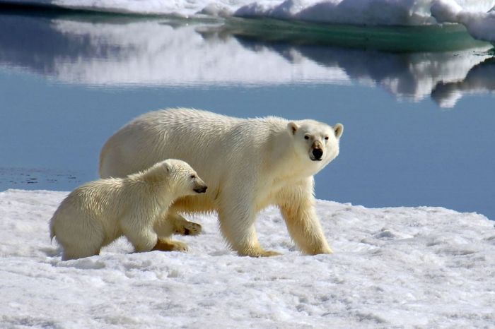 Photography expeditions in the Arctic